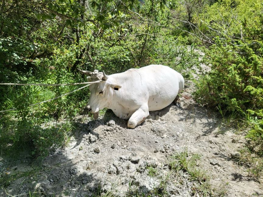 Bovino catturato con telenarcosi