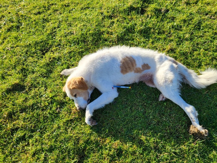 Cane catturato con telenarcosi