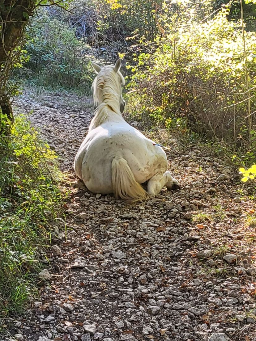 Cavallo catturato con telenarcosi