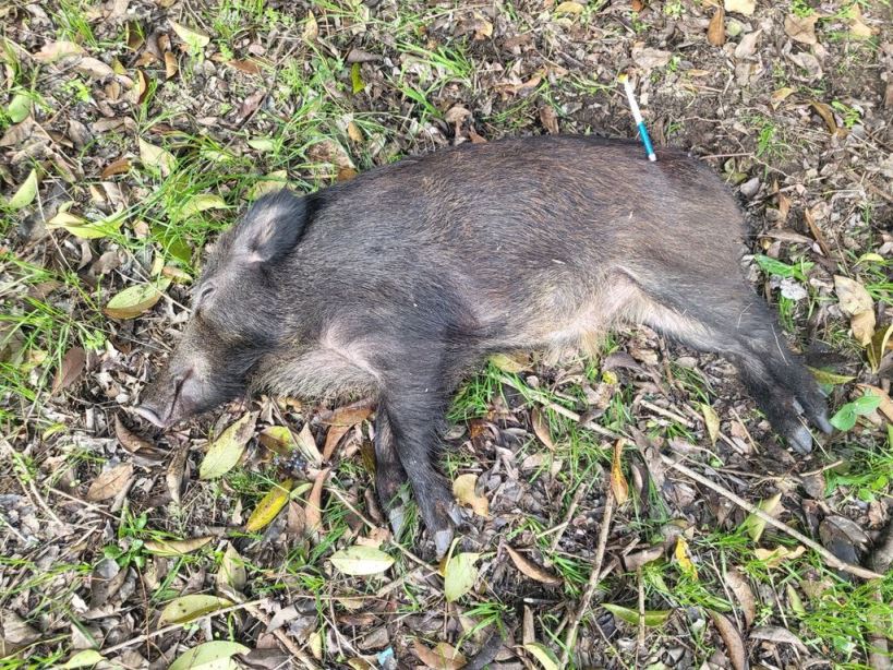 Cinghiale catturato con telenarcosi