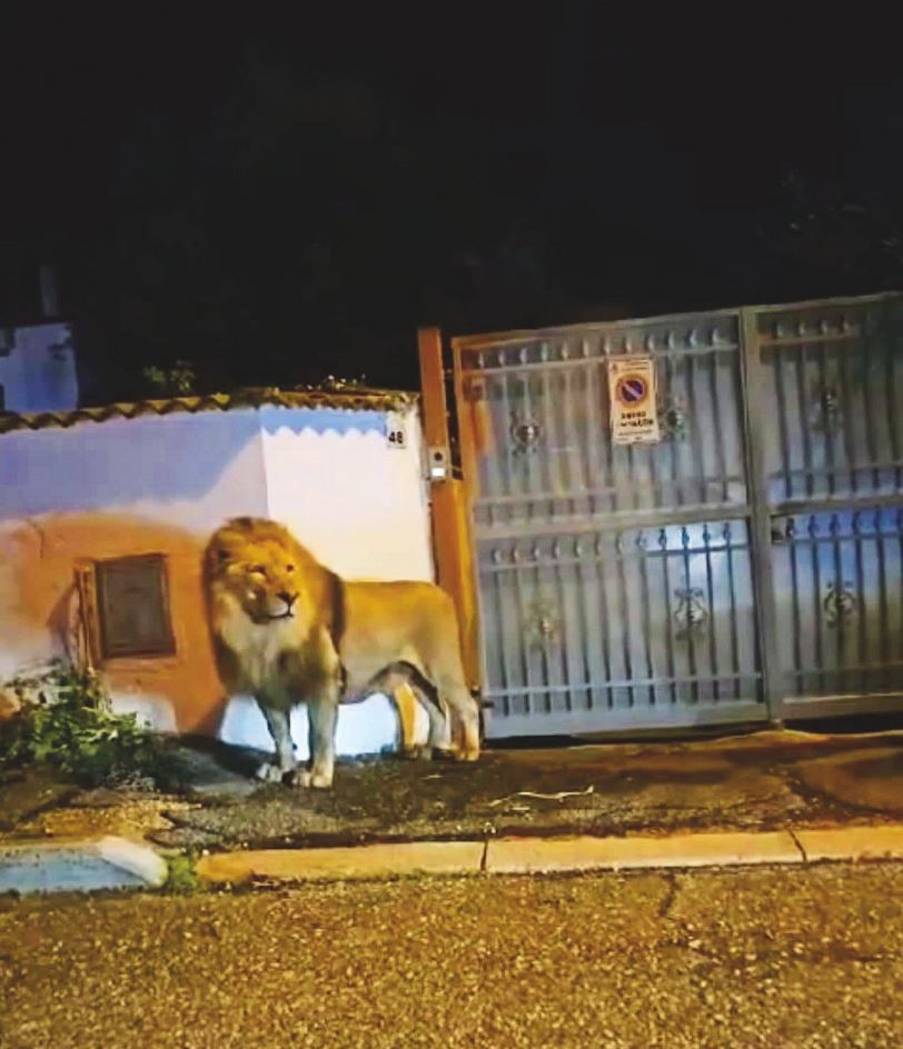 Il leone di Ladispoli - Bisegna Tecnofauna
