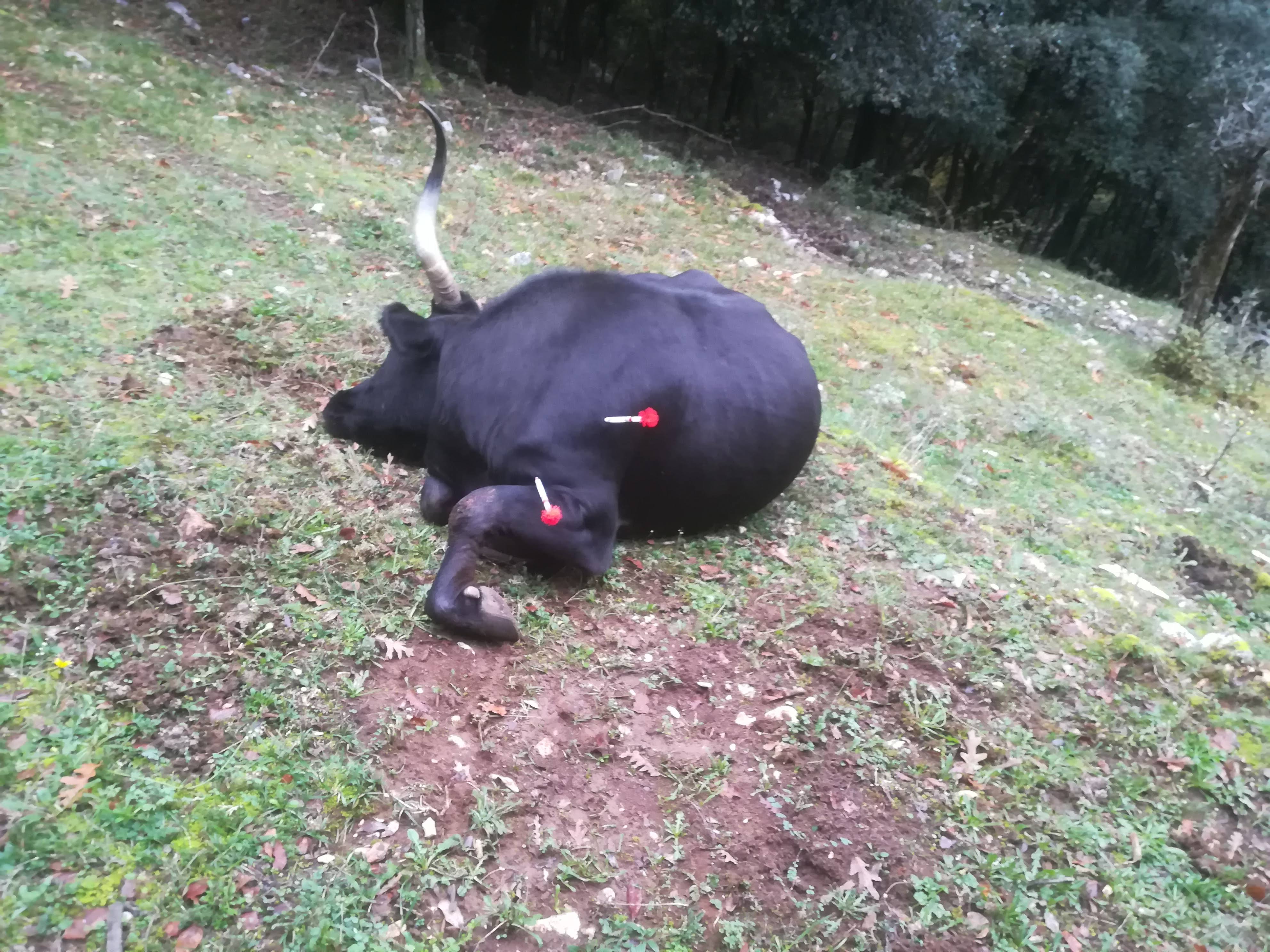Cattura animali in telenarcosi: un bovino catturato 